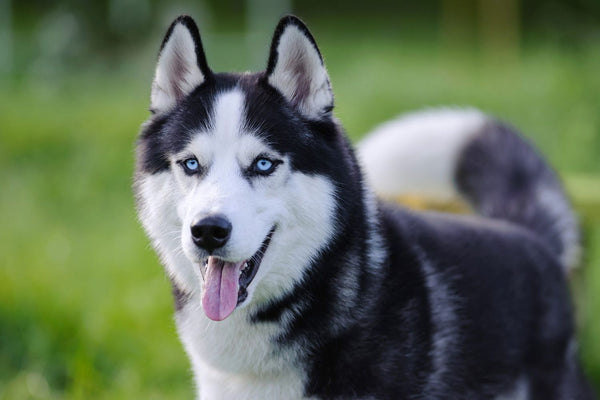 chó cảnh đẹp Siberian Husky