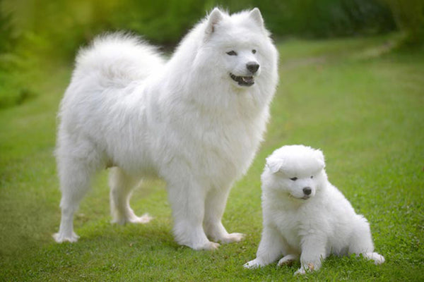 chó cảnh đẹp Samoyed