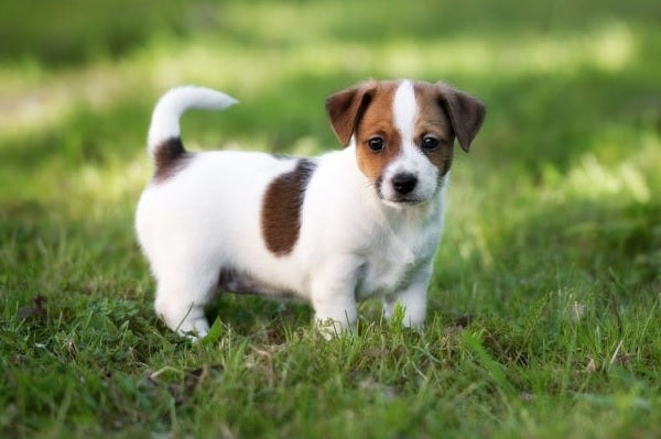 Chó Jack Russell
