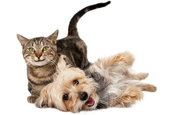 cách chọn thú cưng phù hợp