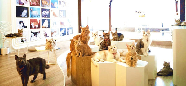 catfe-coffee