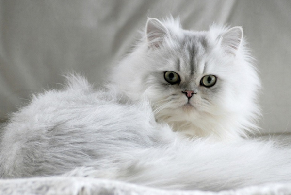 meo-chinchilla-long-dai