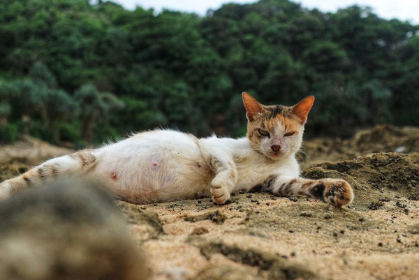 Tìm hiểu các giai đoạn thai kỳ của mèo