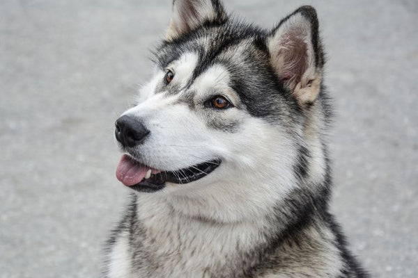 Những điều cần biết khi nuôi Alaska