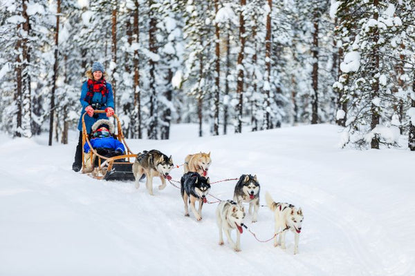 Những điều cần biết khi nuôi Alaska
