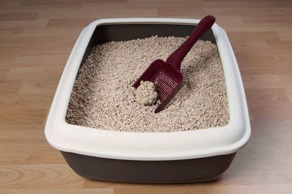 Ảnh hưởng của bụi cát mèo đến sức khỏe