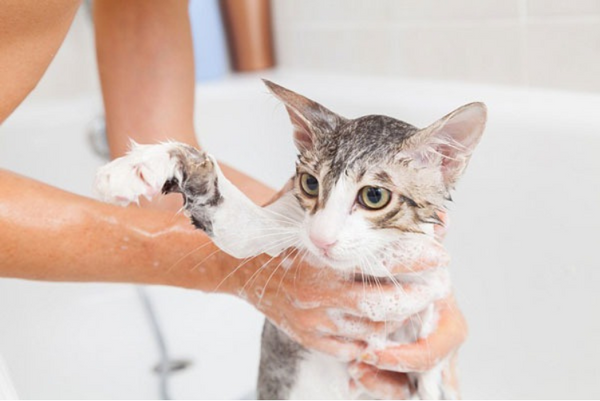 Mèo con mới sinh bao lâu thì tắm được