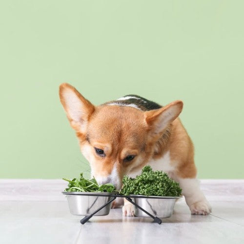 Chó Corgi ăn gì