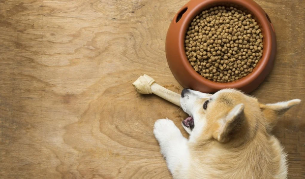 chó corgi ăn gì