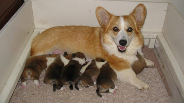 đồ ăn cho chó corgi