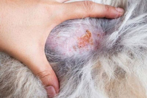 Đứt dây chằng chéo trước ở chó