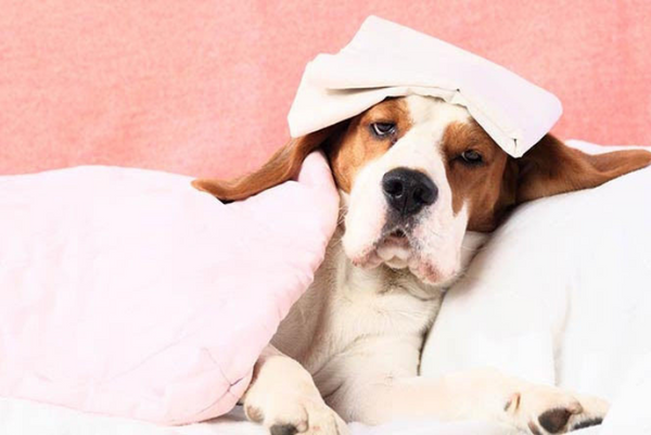 nhận biết chó mèo bị sốt và cách chữa trị
