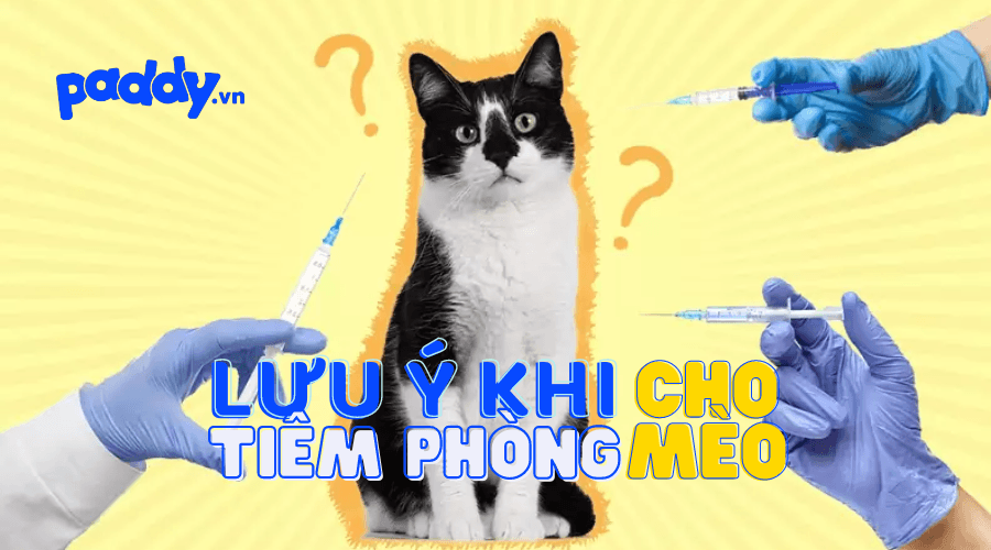 Lịch Tiêm Phòng Cho Mèo Và Các Lưu Ý Khi Tiêm Phòng