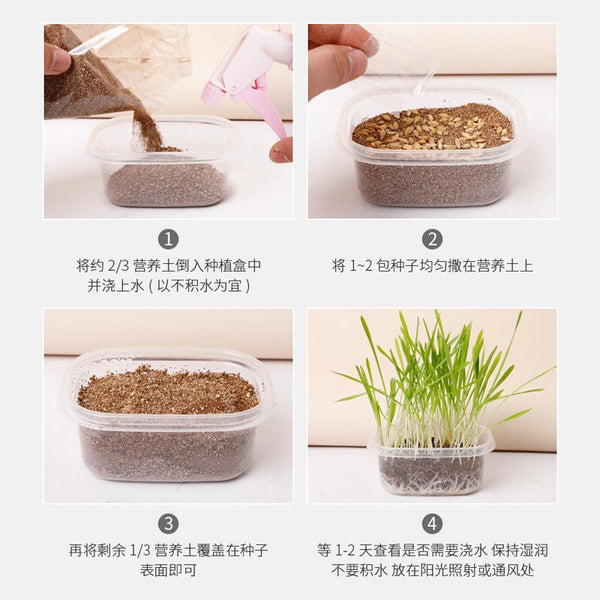cách trồng cỏ lúa mạch