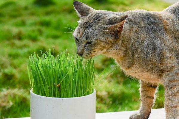 cách cho mèo ăn cỏ lúa mạch