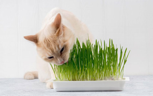 lợi ích cỏ lúa mì