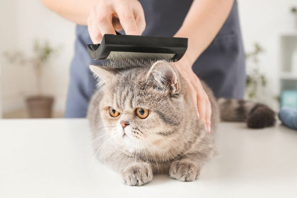 mẹo dọn sạch lông rụng của chó mèo tại nhà