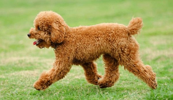 Dòng chó Toy Poodle