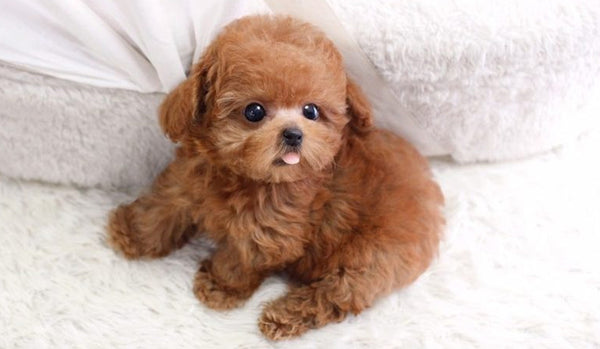 dòng chó poodle tiny