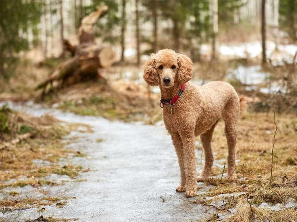 dòng chó Standard Poodle
