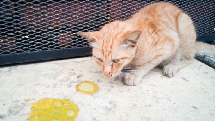 mèo con bị tiêu chảy