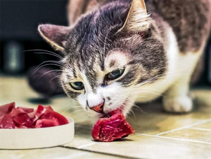 mèo con bị tiêu chảy
