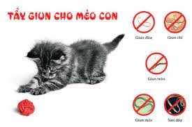 mèo con bị tiêu chảy