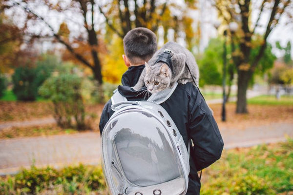 các tiêu chí cần biết khi chọn balo mèo
