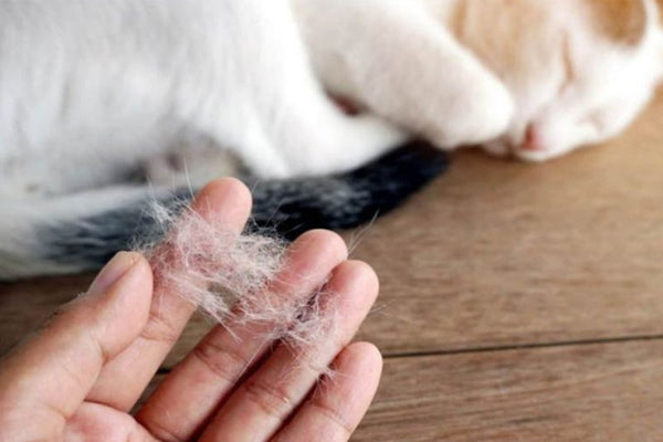 Bệnh rụng lông (Alopecia)