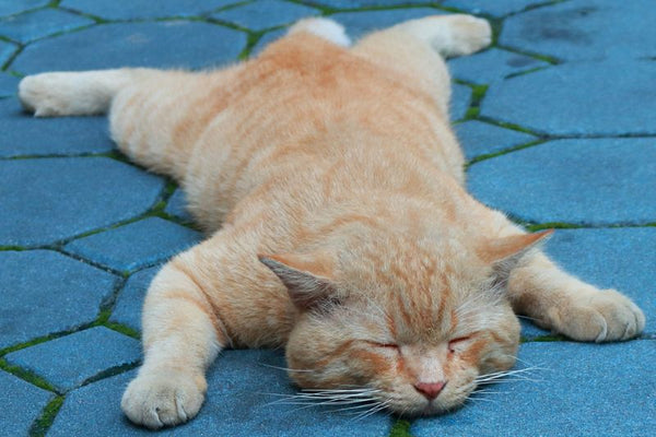Chứng viêm phúc mạc