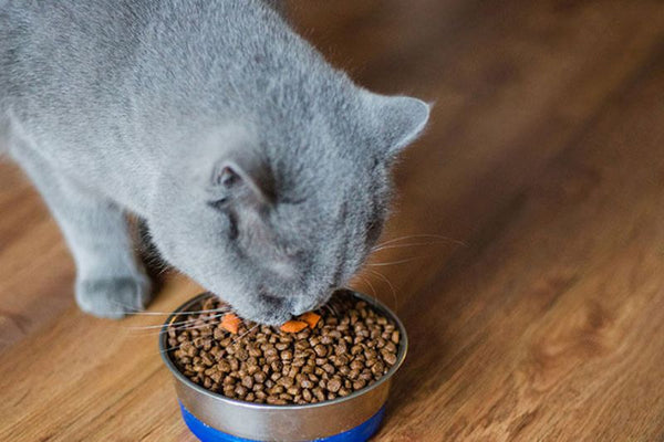 Cách phòng ngừa các vấn đề sức khỏe thường gặp ở mèo Anh lông ngắn