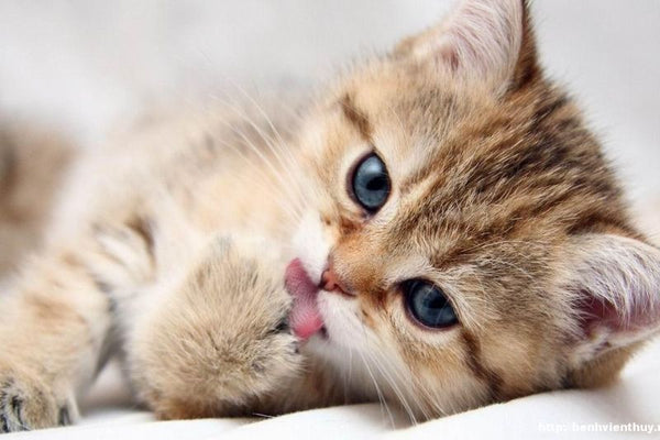 Bệnh Feline Panleukopenia/ bệnh sốt ho ở mèo