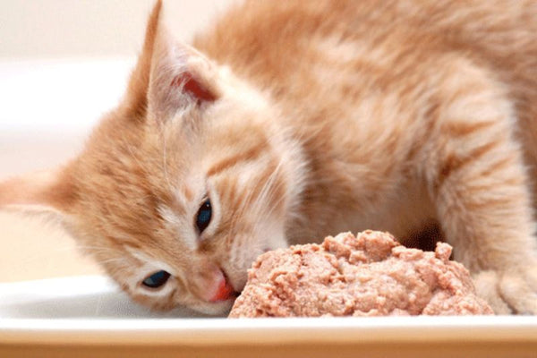 pate chó mèo có thể giữ được bao lâu