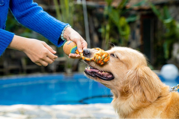 Tìm hiểu về thương hiệu Pupdy