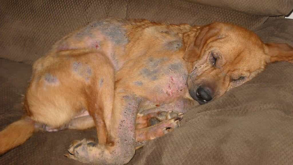 ghẻ demodex ở chó