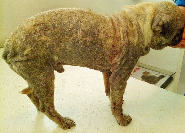 chó bị viêm da demodex