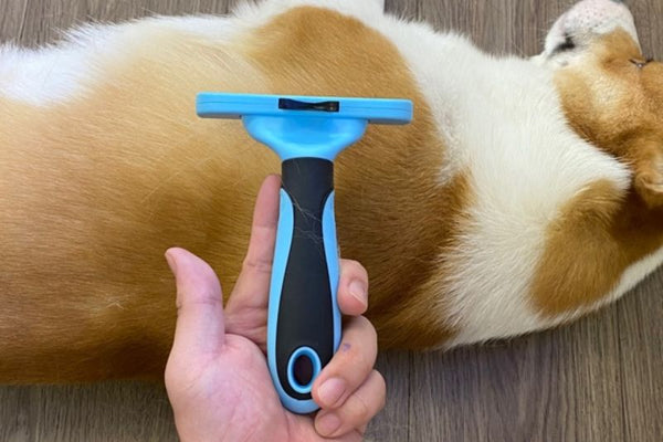 kinh nghiệm nuôi chó corgi