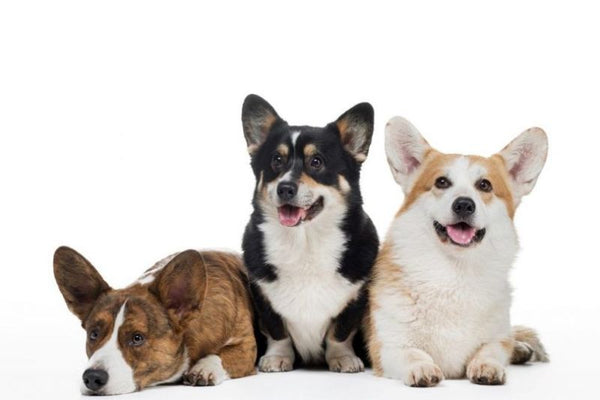 cách chăm chó Corgi để có bộ lông đẹp