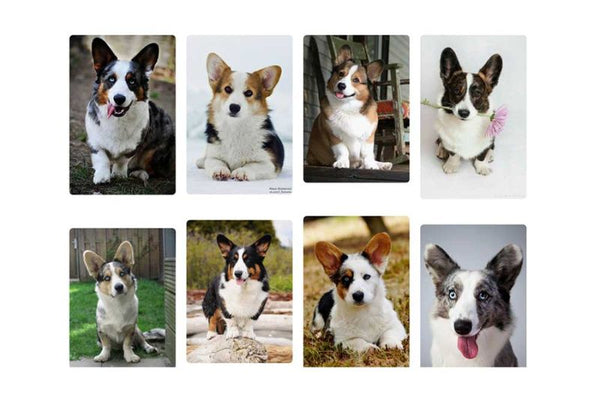 cách chăm chó Corgi để có bộ lông đẹp