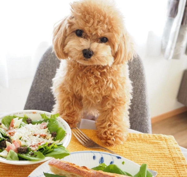 thuc-an-cho-cho-poodle