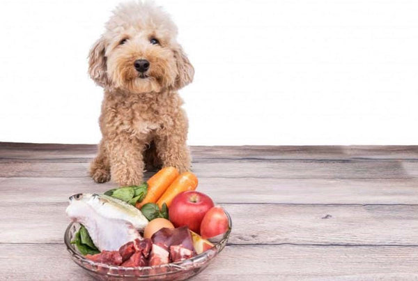 thuc-an-cho-cho-poodle