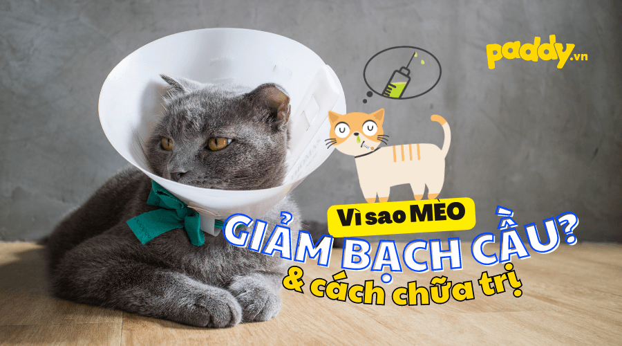 Nguyên Nhân Giảm Bạch Cầu Ở Mèo Và Cách Điều Trị