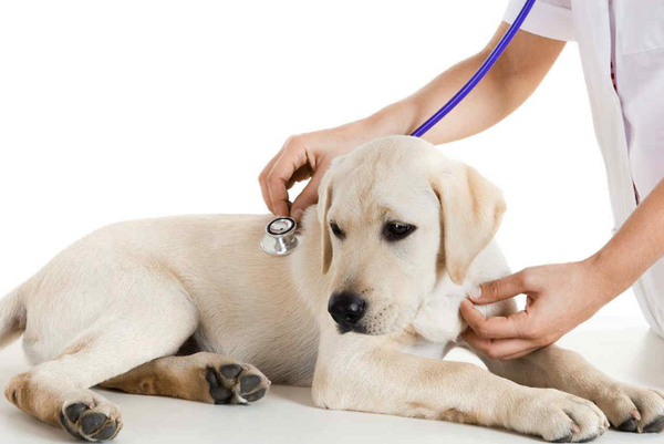 chuẩn bị gì cho chó mèo khi chủ đi vắng nhiều ngày