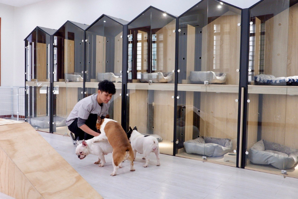 chuẩn bị gì cho chó mèo khi chủ đi vắng nhiều ngày