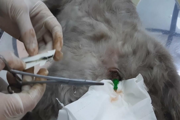 mèo tiểu ra máu