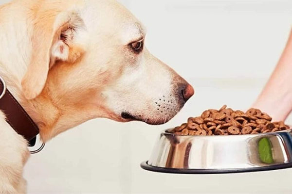 chó nên ăn bao nhiêu bữa một ngày
