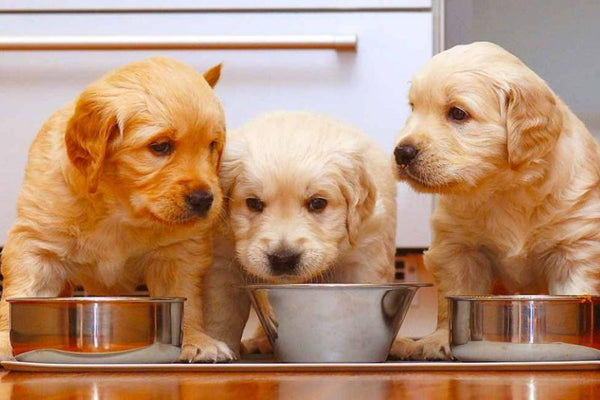 chó nên ăn bao nhiêu bữa một ngày