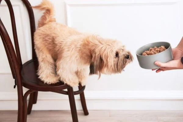 Chế độ ăn cho chó gầy muốn tăng cân