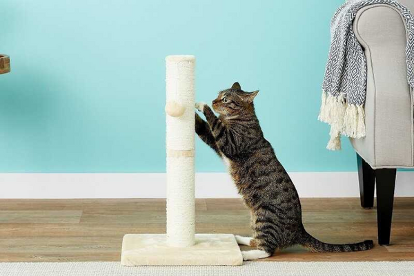 nên chọn bàn cào giấy hay dây thừng