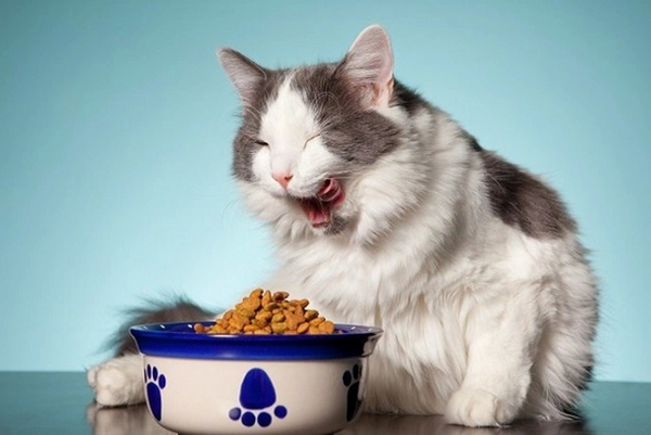 tìm hiểu về các sản phẩm thương hiệu Nutri Plan